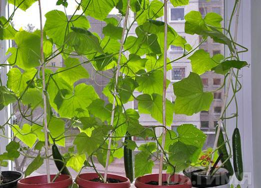 Ako pestovať uhorky na parapete?