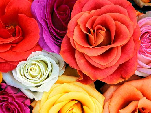 Čo znamená farba kvety?