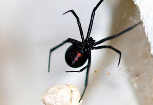 Prečo sníva čierny pavúk?