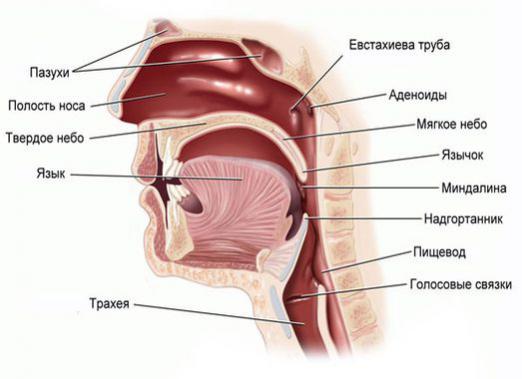 Čo sú adenoidy?