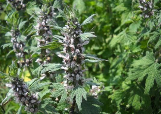 Ako urobiť motherwort?